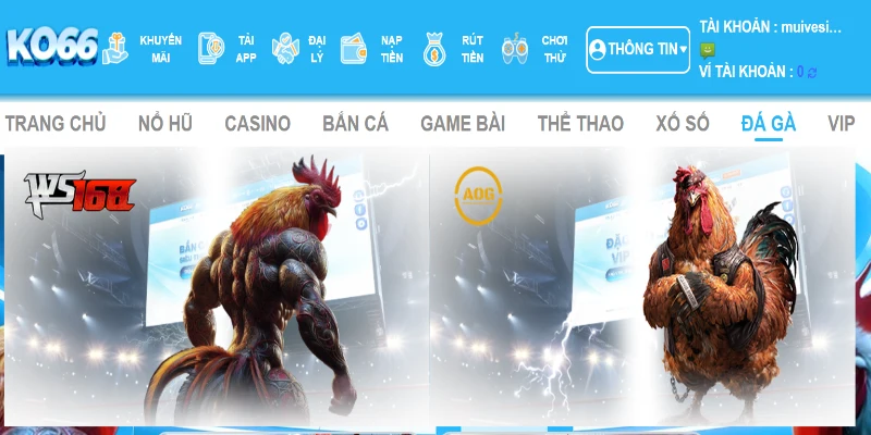 Đá gà KO66 cũng là một trong những sản phẩm độc đáo đáng thử